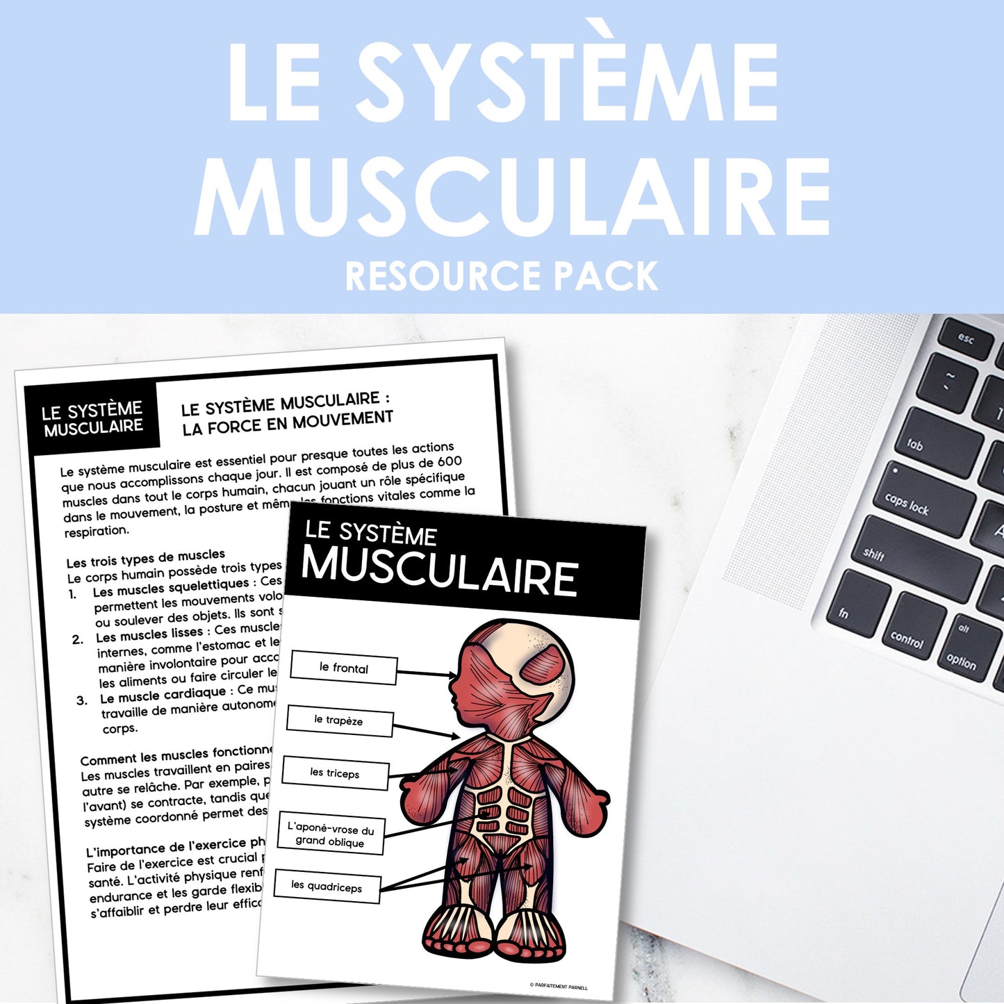 Les systèmes du corps humain | French Human Body - Le système musculaire