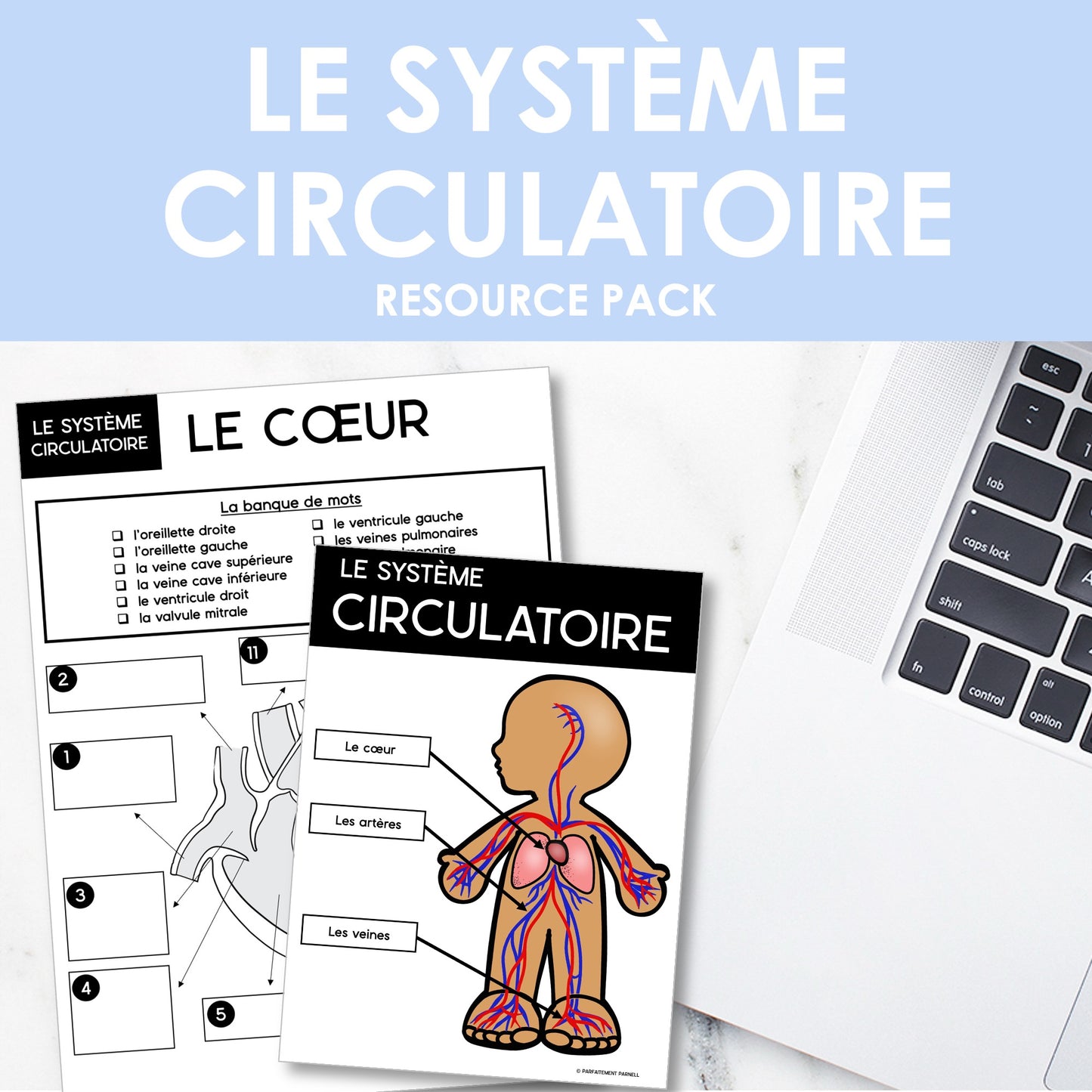 Les systèmes du corps humain | French Human Body - Le système circulatoire