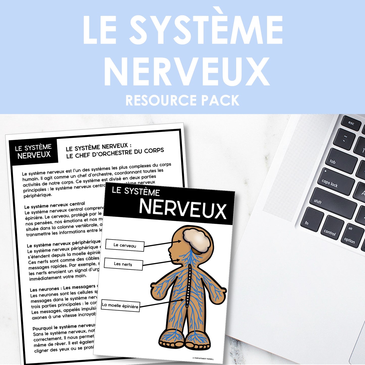 Les systèmes du corps humain | French Human Body - Le système nerveux