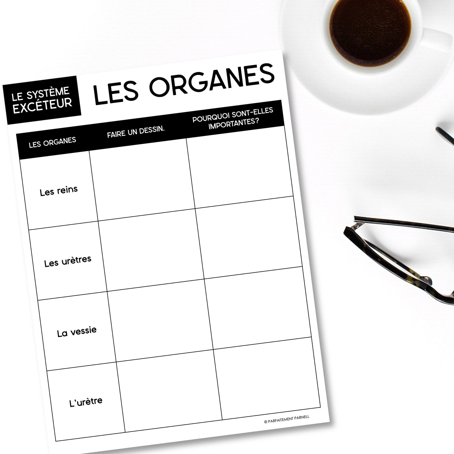 Les systèmes du corps humain | French Human Body - Le système excréteur