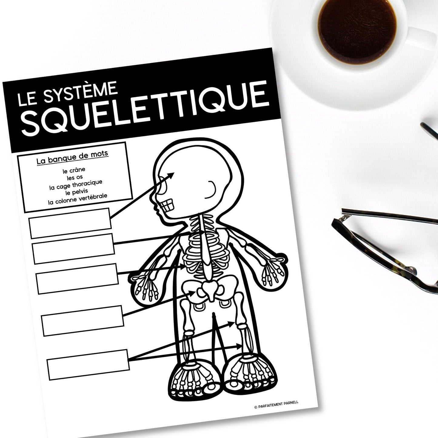 Les systèmes du corps humain | French Human Body - Le système squelettique