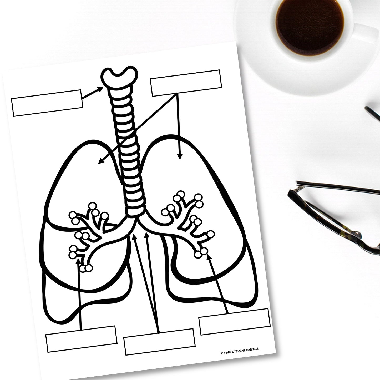 Les systèmes du corps humain | French Human Body - Le système respiratoire