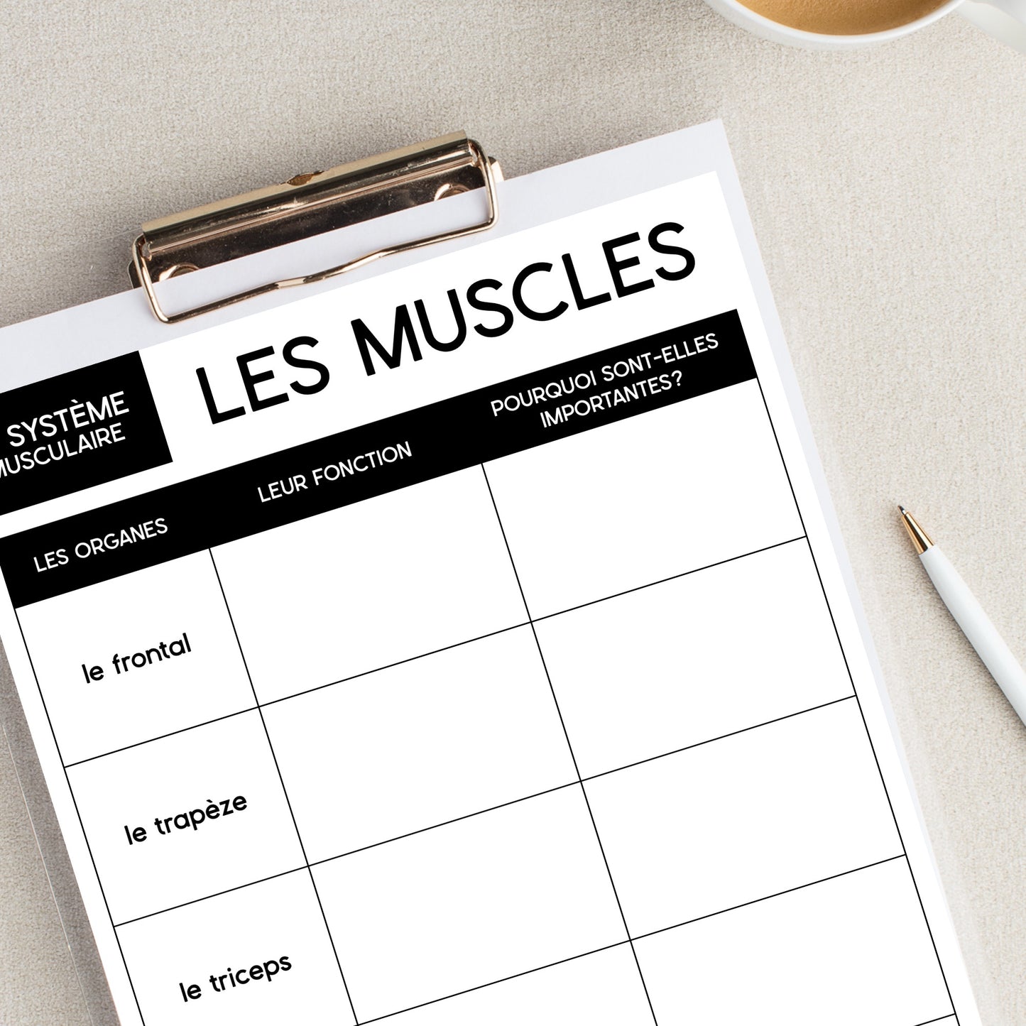 Les systèmes du corps humain | French Human Body - Le système musculaire