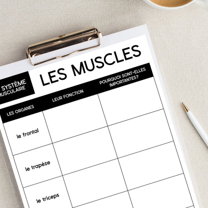 Les systèmes du corps humain | French Human Body - Le système musculaire