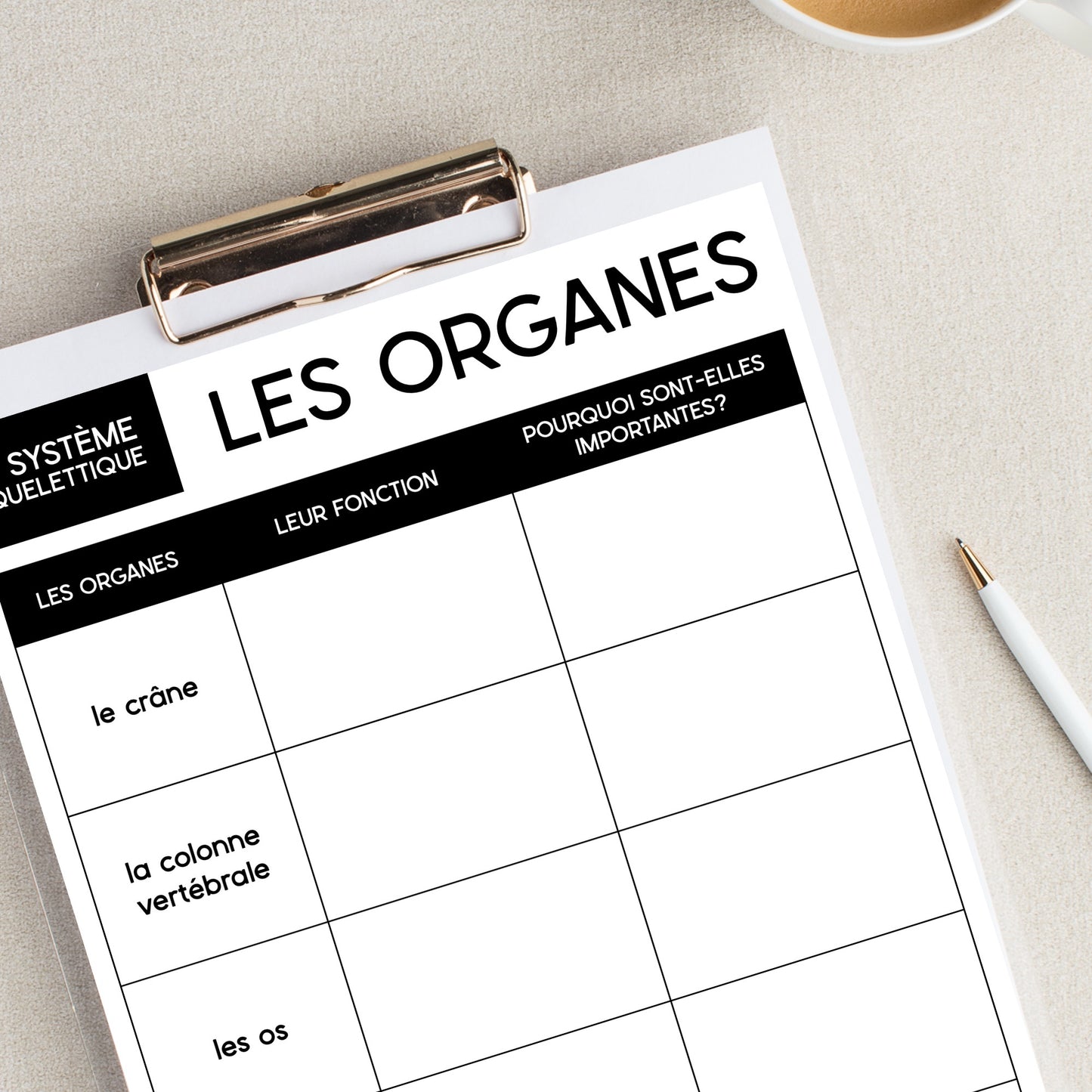 Les systèmes du corps humain | French Human Body - Le système squelettique