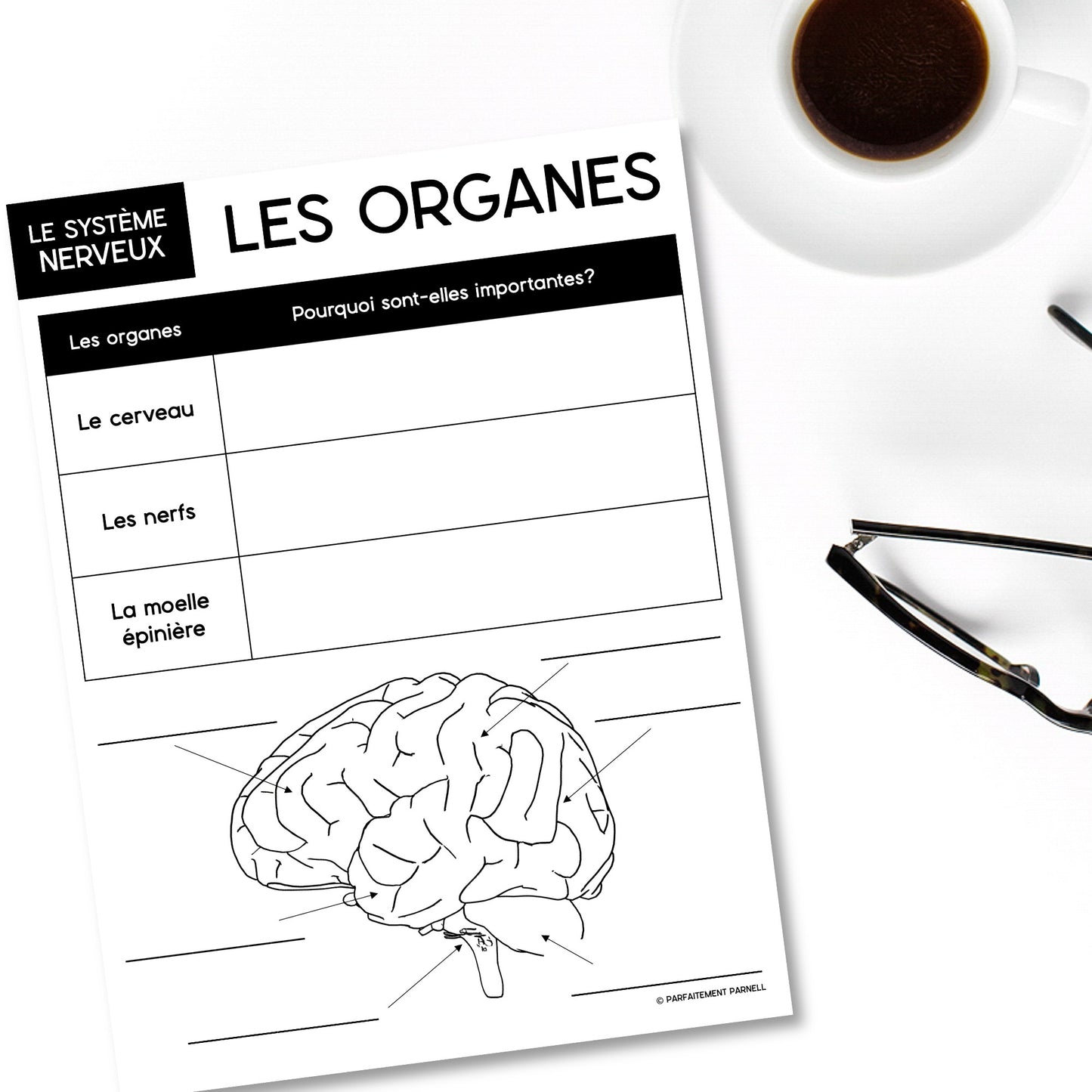 Les systèmes du corps humain | French Human Body - Le système nerveux