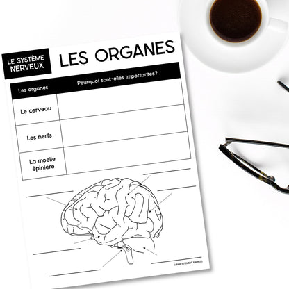 Les systèmes du corps humain | French Human Body - Le système nerveux