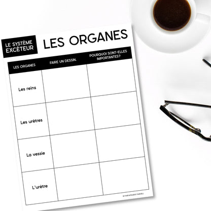Les systèmes du corps humain | French Human Body - Le système excréteur