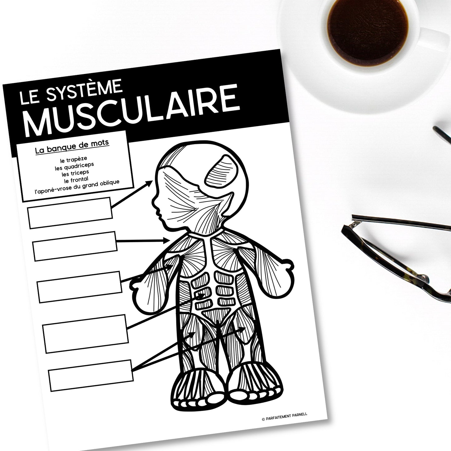 Les systèmes du corps humain | French Human Body - Le système musculaire