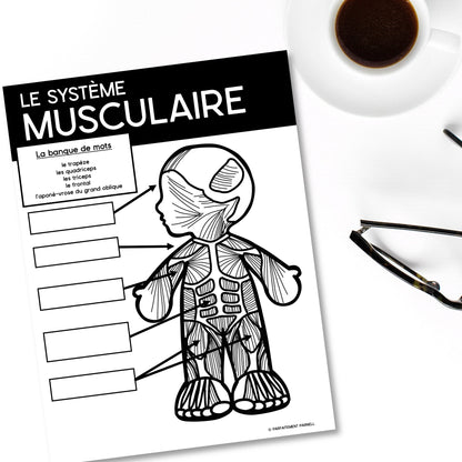 Les systèmes du corps humain | French Human Body - Le système musculaire