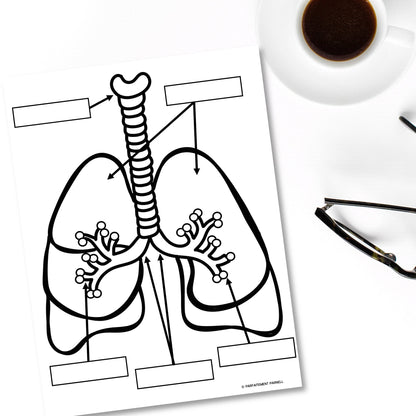 Les systèmes du corps humain | French Human Body - Le système respiratoire