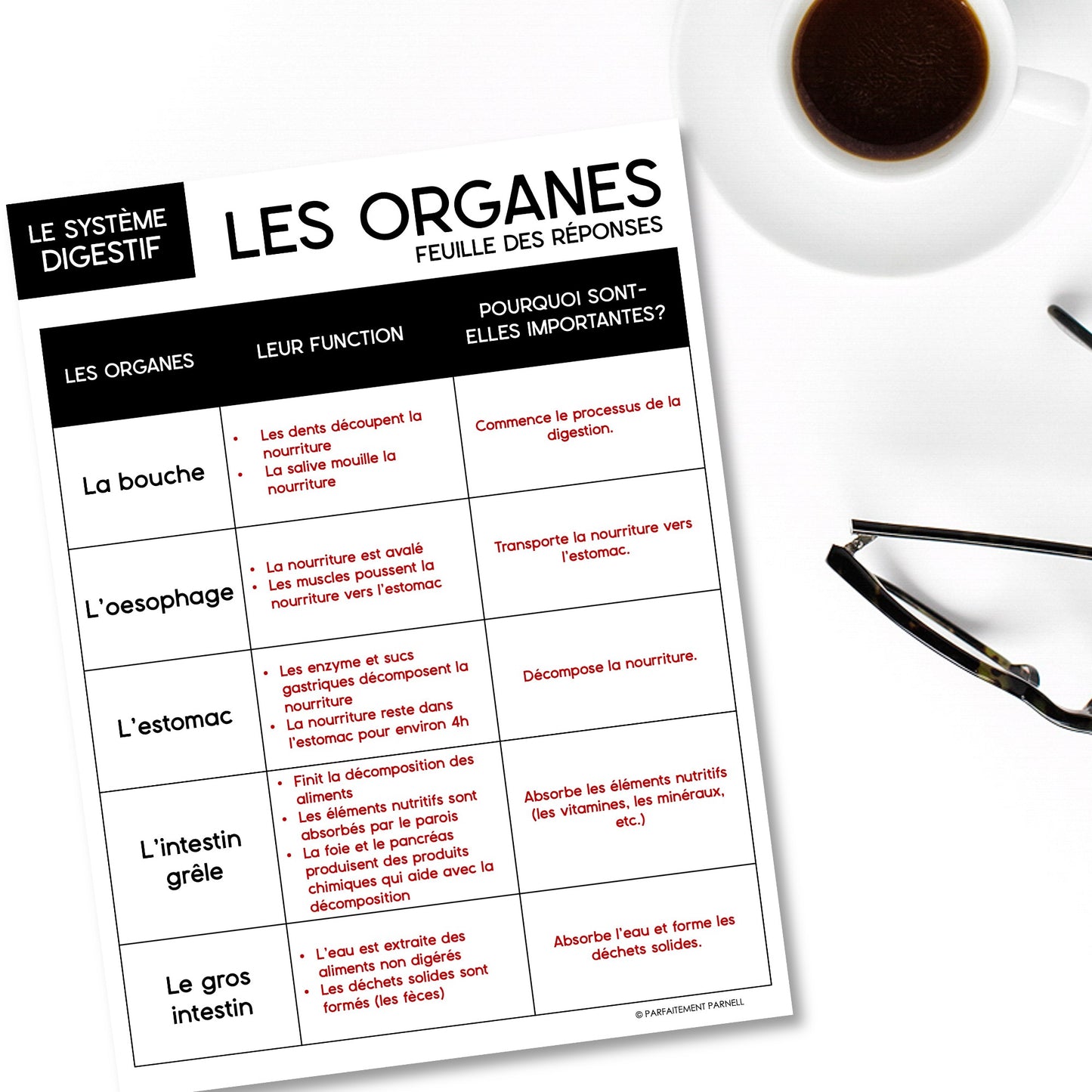 Les systèmes du corps humain | French Human Body - Le système digestif